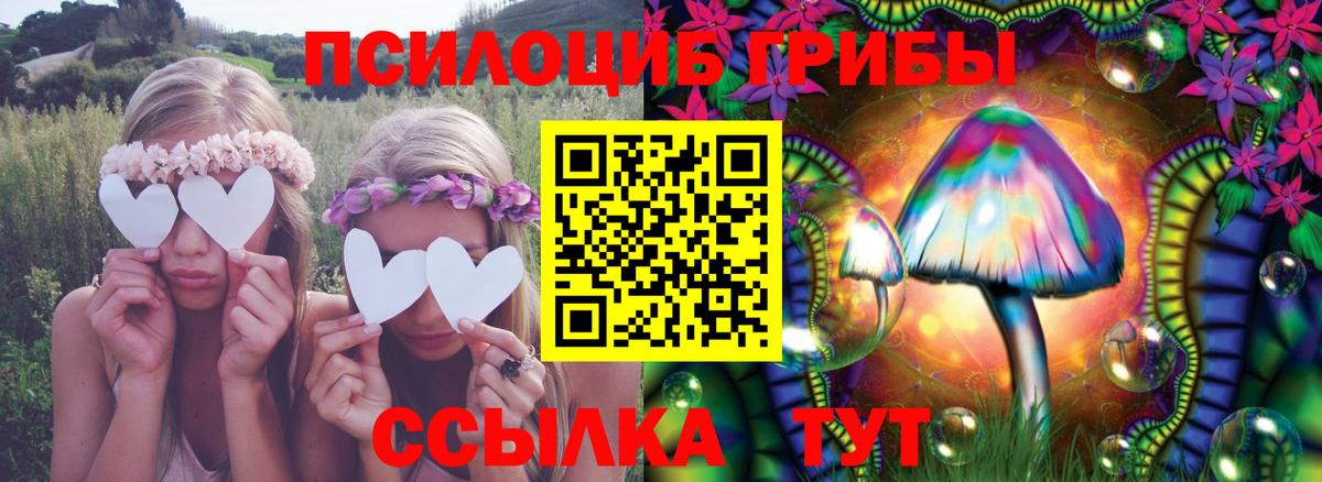 Галлюциногенные грибы Psilocybe Курск